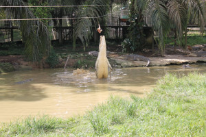 Jong Crocodile Farm