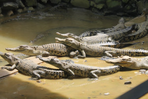 Jong Crocodile Farm