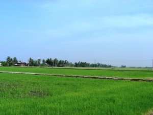 Kedah natural scene