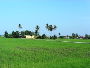 Kedah natural scene