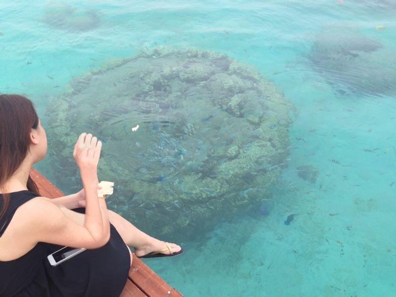 Lang Tengah huge coral