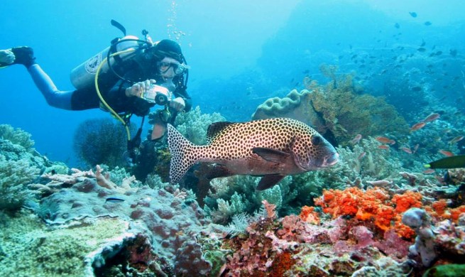 Lang tengah diving tour