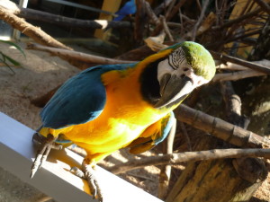 Langkawi Bird Paradise