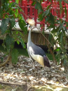 Langkawi Bird Paradise