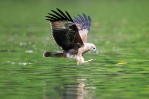 Langkawi Eagle Watching