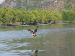 Langkawi mangrove tour