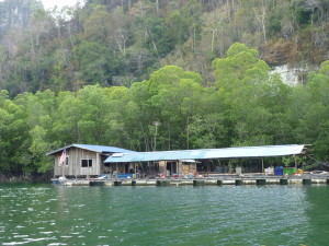 Langkawi mangrove tour fish breeding farm