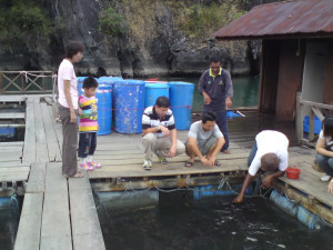 Langkawi mangrove tour fish breeding farm