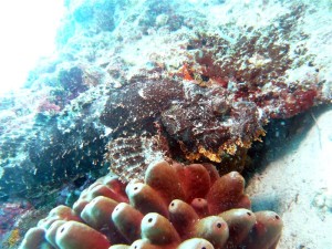 Mataking house reef diving