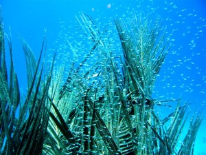 Mataking house reef diving