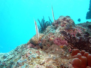 Mataking house reef diving