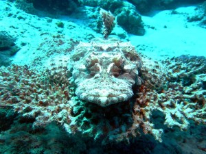 Mataking house reef diving