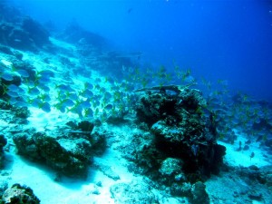 Mataking house reef diving