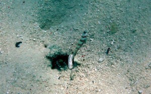 Mataking house reef diving