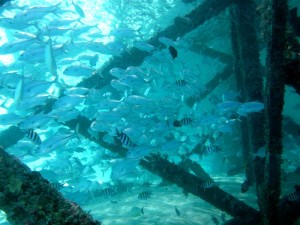 Mataking house reef diving