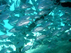 Mataking house reef diving