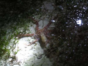 Octopus in Mataking