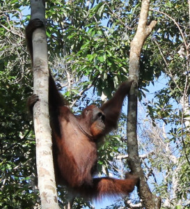 Orang utan in Semenggoh Wildlife centre