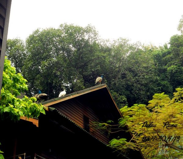 Pulau Rawa 3d2n Trip Report - HolidayGoGoGo