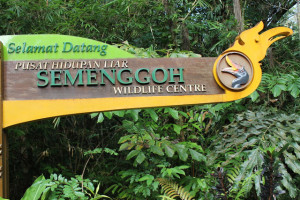 Semenggoh Wildlife center