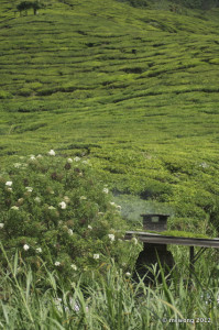 Sungai Palas Tea Plantation