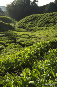 Sungai Palas Tea Plantation