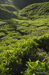 Sungai Palas Tea Plantation