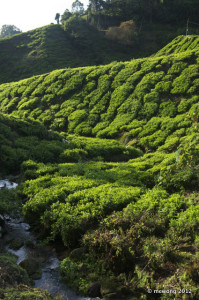 Sungai Palas Tea Plantation