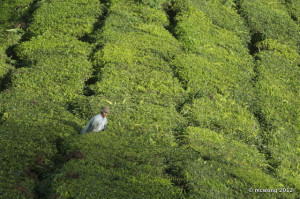 Sungai Palas Tea Plantation