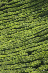 Sungai Palas Tea Plantation