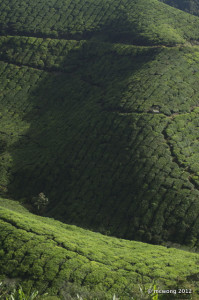 Sungai Palas Tea Plantation