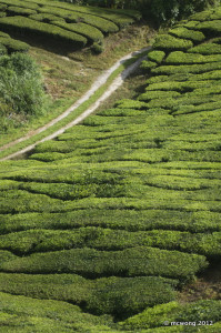 Sungai Palas Tea Plantation