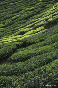 Sungai Palas Tea Plantation