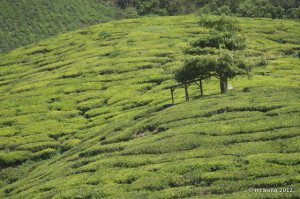 Sungai Palas Tea Plantation