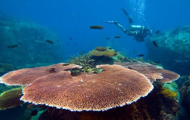 Tioman Diving Tour