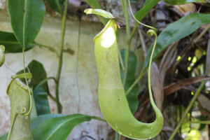 Tropical flora in Semenggoh Wildlife centre