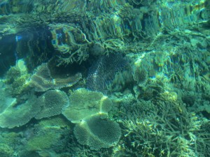 Underwater in Pulau Sibuan