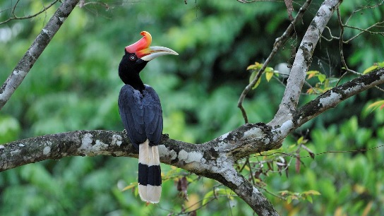 bird watching tour