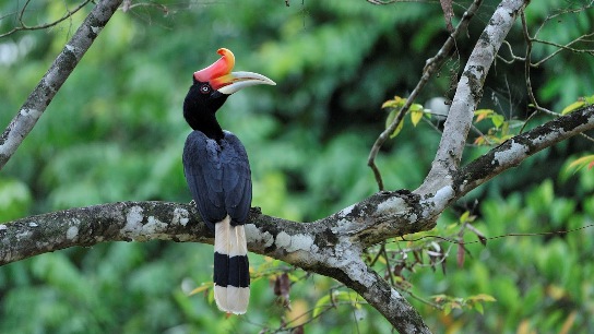 bird watching tour