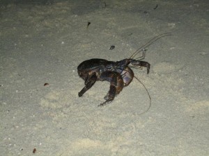 coconut crab in mataking