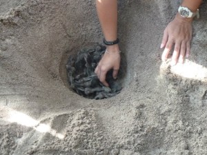 digging baby turtle from hatcling point