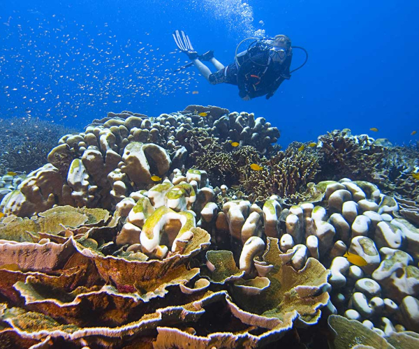 Tioman Dive Resort