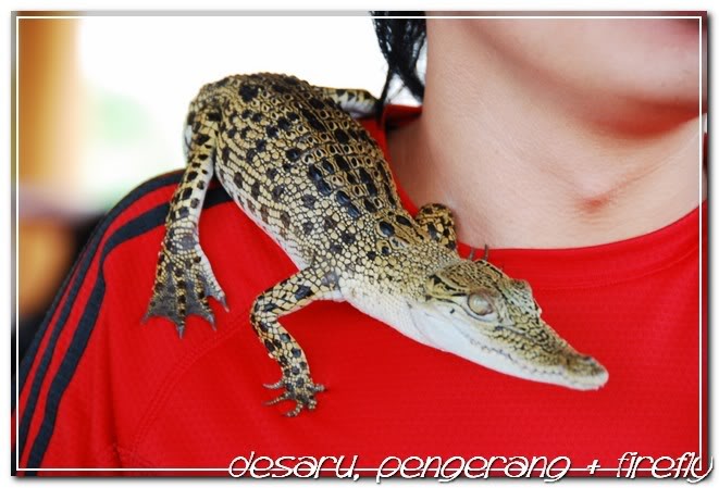 Crocodile farm