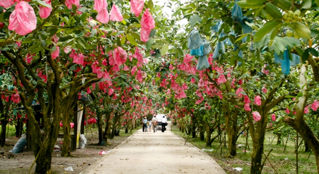 Desaru Fruit Farm Tour