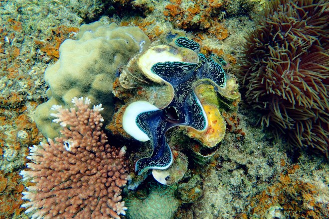 Diving in Perhentian