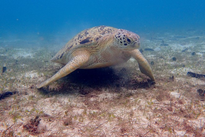 Diving in Perhentian