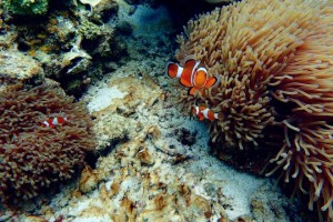 Diving in Perhentian