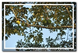 Durian tree in Kampung Peta