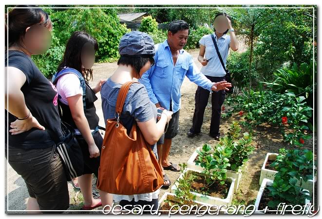 Herbs garden