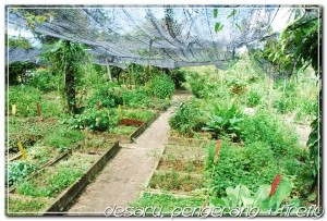 Herbs garden